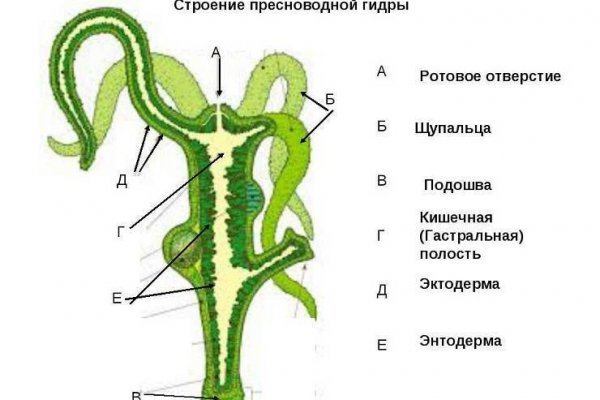 Кракен гидра